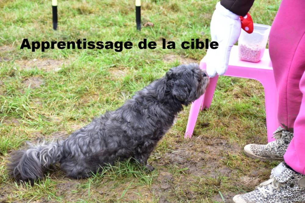 DOLCE_CANINE_parcours-educateurs-canin-soin-promenade (18)