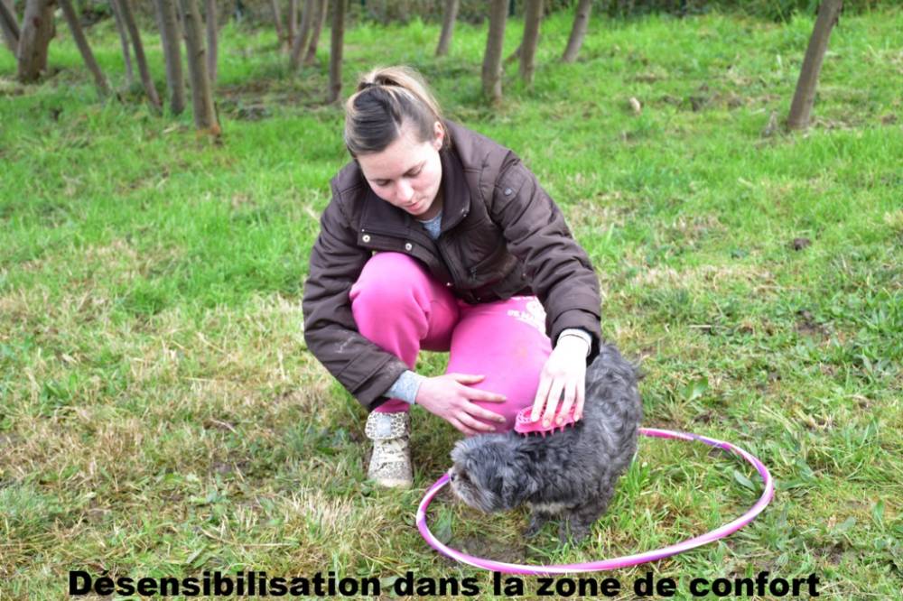 DOLCE_CANINE_parcours-educateurs-canin-soin-promenade (2)