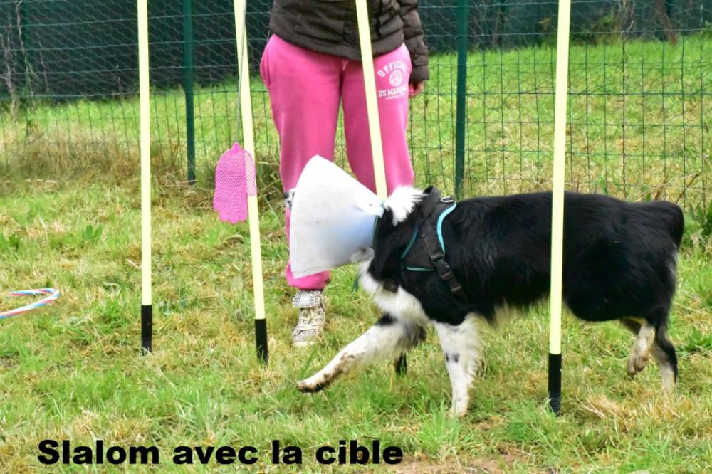 DOLCE_CANINE_parcours-educateurs-canin-soin-promenade (7)