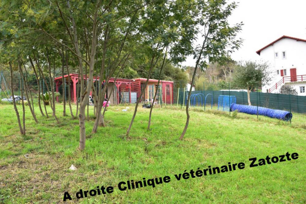 DOLCE_CANINE_parcours-educateurs-canin-soin-promenade (9)